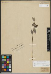 Foto von Salix repens L. x Salix starkeana Willd.